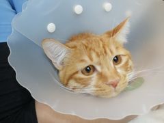 -纳吉亚猫专科动物医院(康都外科中心)