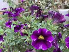 -艾溪湖湿地公园