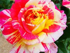 -鹅湖玫瑰文化园