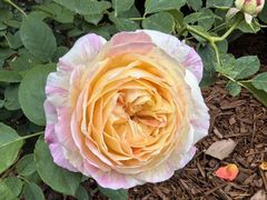 -徐家汇源景区-衡山公园