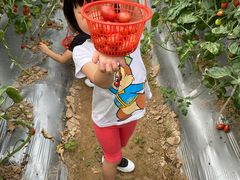 -前小桔亲子创意农场·草莓采摘·露营烧烤