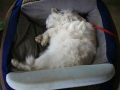 -Babycat私家御饼屋(龙头路一店)