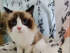 -爱洗澡的猫(望京店)