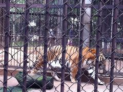 -昆明动物园
