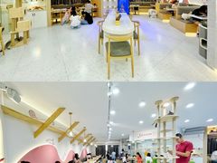 -喵园·猫主题咖啡厅·撸猫·猫咖(国贸店)