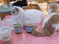 -滚猫咖啡·猫咖·猫友好撸猫(未来城店)