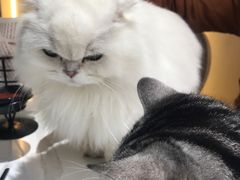 -猫小院猫主题餐厅(南锣旗舰店)