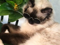 -喵喵咪呀布偶猫咖(春熙路店)