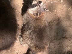 -青藏高原野生动物园