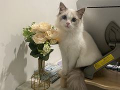 -猫遇摄影工作室
