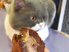 猫不理-22cafe