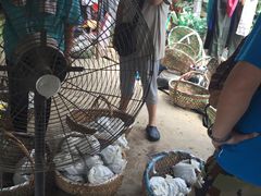 -马陆小张葡萄园农家乐