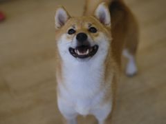 -南京Hallo宠物乐园·哈罗犬舍·柴犬繁育基地