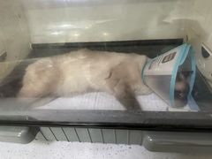-瑞派宠物医院·犬猫全科·猫友好(宾水西道店)