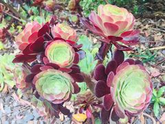 -墨尔本皇家植物园