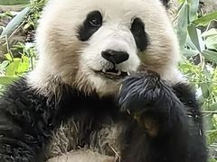 -都江堰中华大熊猫苑