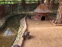 -呀路古热带植物园