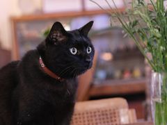 -春风十里咖啡馆