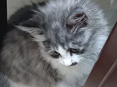 -瑞派天宁宠物医院·猫科·异宠中心