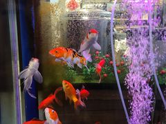 -神洲四海大酒楼(王府井澳门中心店)