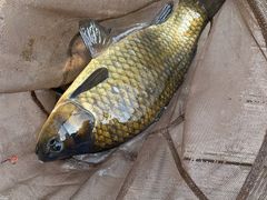 -酷鱼垂钓CLUB(朝阳区博大路店 )