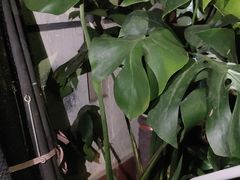 -平吉花卉市场