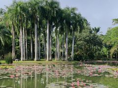 -中国科学院西双版纳热带植物园