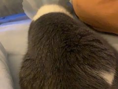 -纳吉亚猫专科动物医院博雅分院
