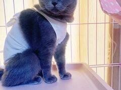-安安宠医宠物医院·异宠·犬猫内科(岳阳分院)
