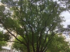 -徐家汇源景区-衡山公园