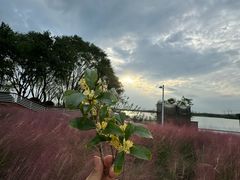 -贡湖湾湿地公园
