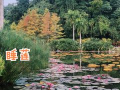 -中国科学院西双版纳热带植物园