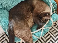 -米苏动物医院·犬猫专科·骨科外科内窥镜