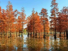 -白鹭湾湿地公园