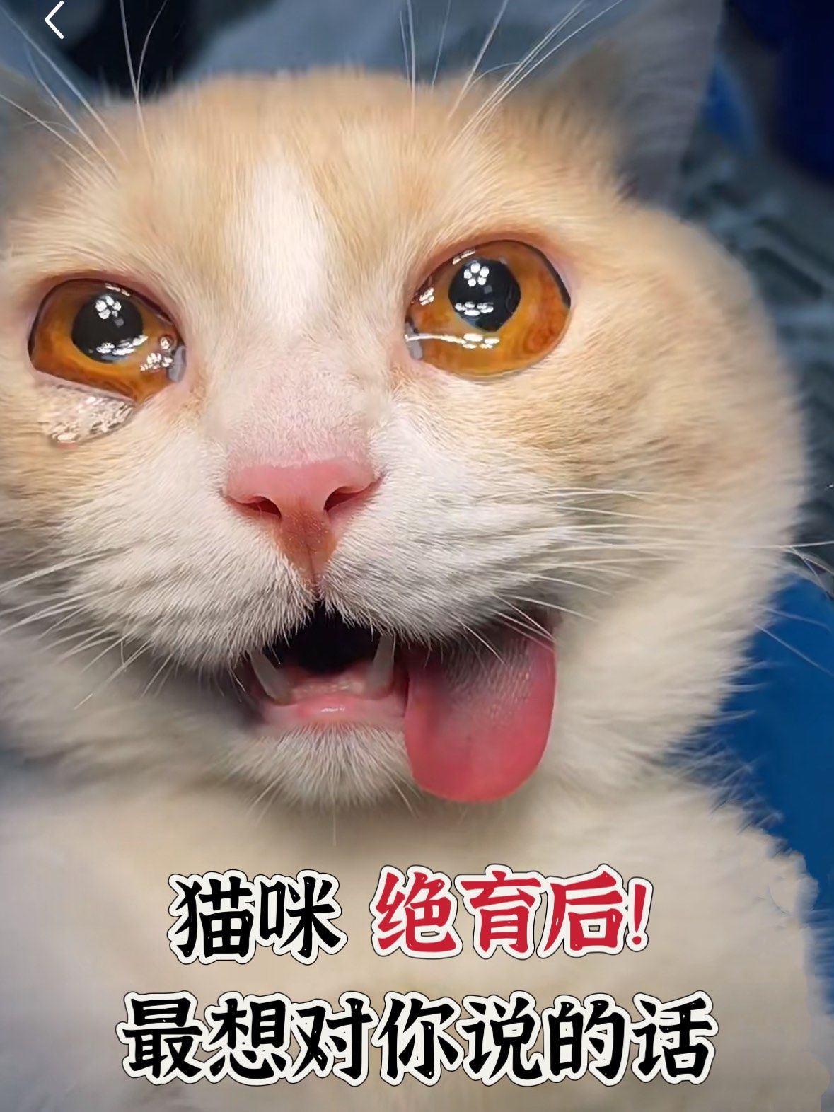 猫咪绝育后最想对主人说的话!