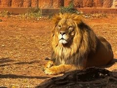 -昆明动物园