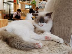 -藏猫猫咖啡主题馆(中央大道店)