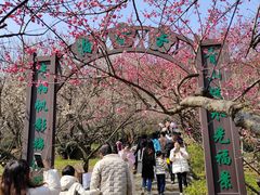 -香雪海