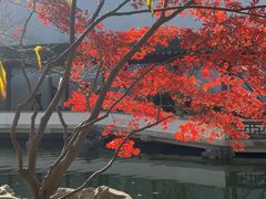 -秋霞圃