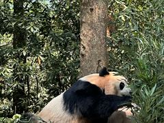 -中国大熊猫保护研究中心雅安碧峰峡基地