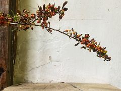 -The Flowers Coffee(南山店)