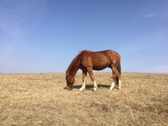 -塞罕坝国家级自然保护区