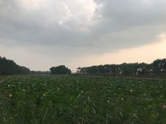 -白渔泡湿地公园