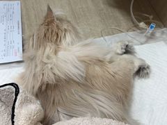 -北京观赏动物医院·24小时大型综合·猫专科·异宠专科