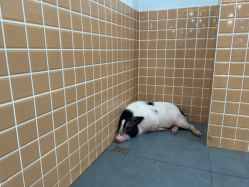 -Moni星球萌宠·小马宝莉·灵蛇·高端高阶全萌宠互动体验俱乐部(红豆国际广场店)