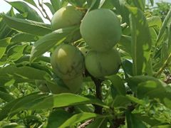-黑龙江省森林植物园