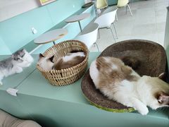 -怪兽屋·羊驼·猫咖·狗咖(俊华广场店)