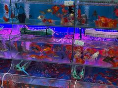 -曲阳花鸟市场(曲阳路店)