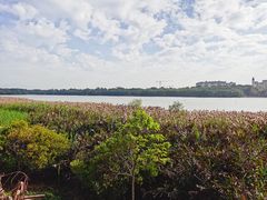 -华侨城湿地公园