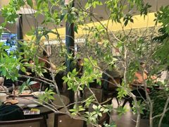 -杏花村水席楼·洛阳水席(老城十字街店)